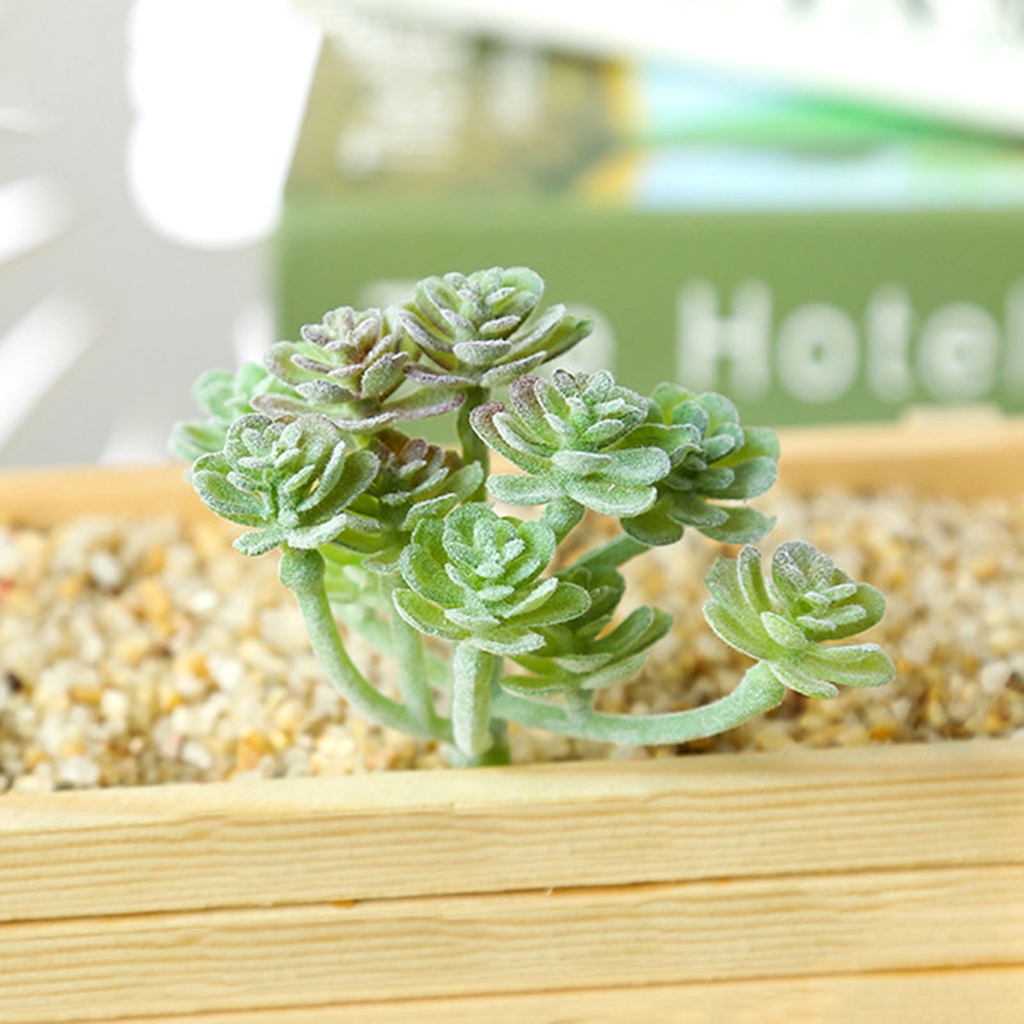 1 Cây Mọng Nước Không Phai Bằng Nhựa Trang Trí Tiệc