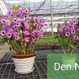 Dendro xuân cây giống