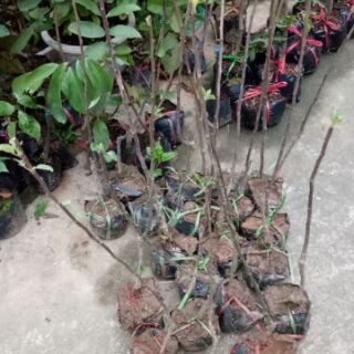 Cây táo đỏ