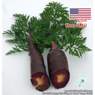 150h Hạt Giống Cà Rốt Đen Tím Black Giàu Anthocyanin (A1.101| C29*W31*M021)