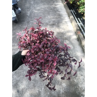 Cây ruby lá đỏ trồng công trình, cảnh quan sân vườn