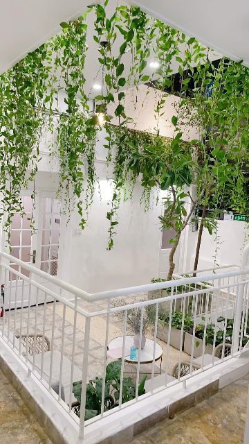 Cây cúc tần ấn độ dây leo chống nắng hướng Tây, decor quán cà phê, spa