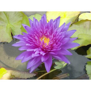 Cây hoa súng Thái Lan King of Siam V-18