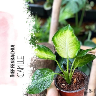 Cây Dieffenbachia Camille (Môn Trường Sinh Camille) chậu nhựa 10cm