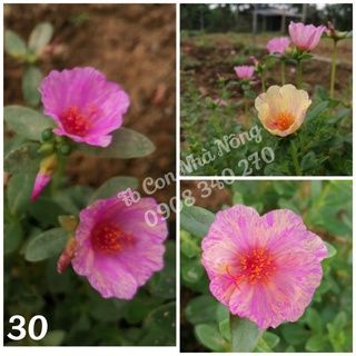3 cành sam đơn tím hồng sọc nhuyễn