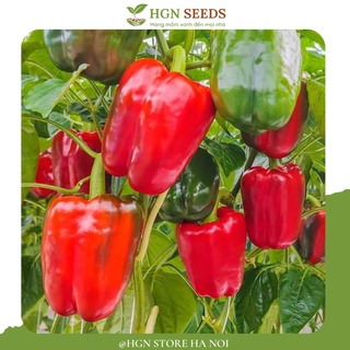 [Hạt giống Đài Loan] Ớt Chuông Đỏ Ngọt Đài Loan (Gói lẻ 10 hạt)