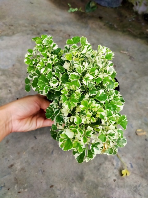 ĐINH LĂNG CẨM THẠCH