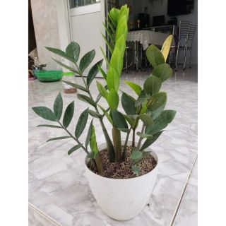 Cây kim tiền(tặng kèm phân bón)