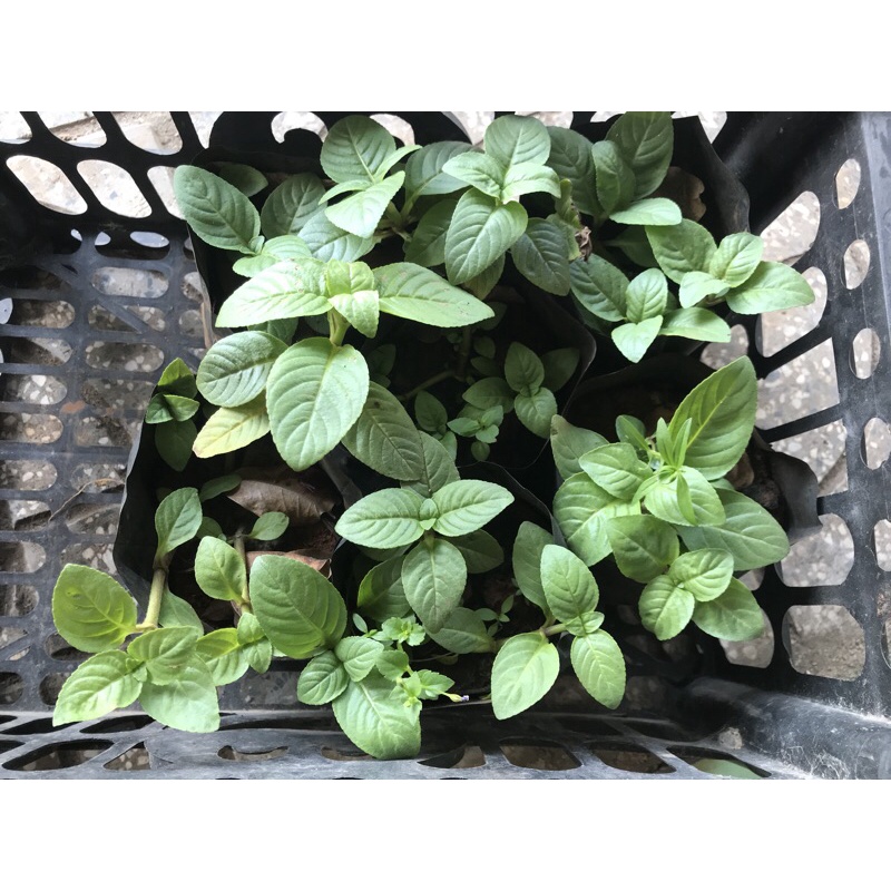 Rau xá xị , rau thơm mùi xá xị