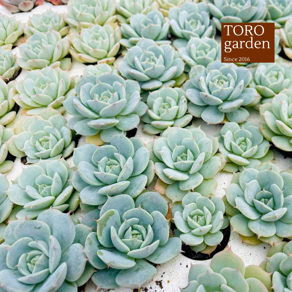 Sen đá búp bê Đà Lạt size mini cây cảnh trang trí nhà cửa Toro garden