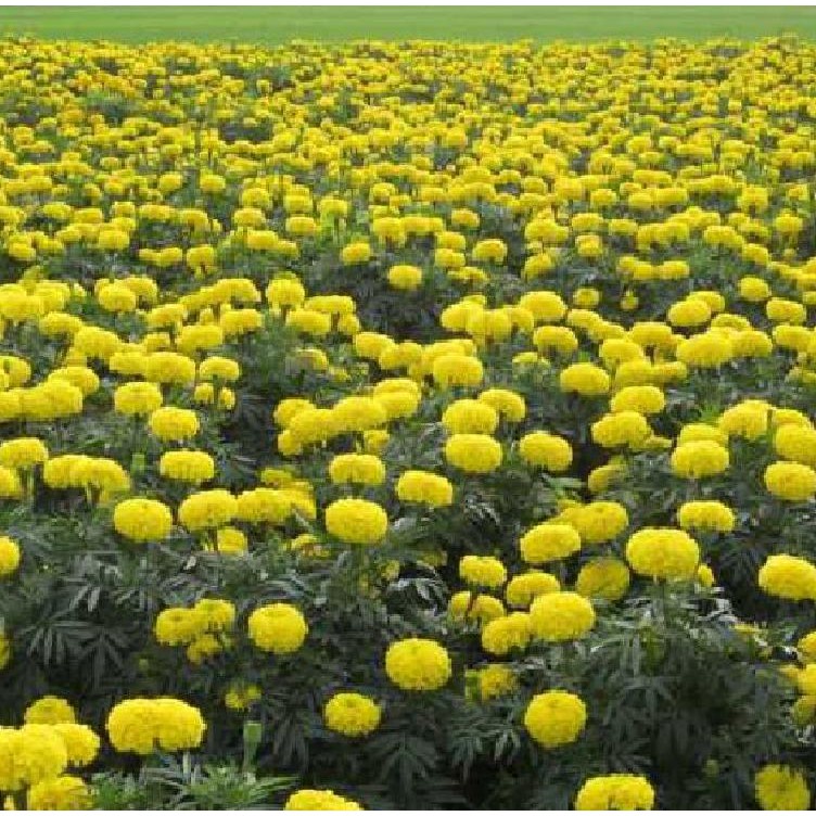 Hạt giống hoa Cúc Vạn Thọ Mix mỹ Màu