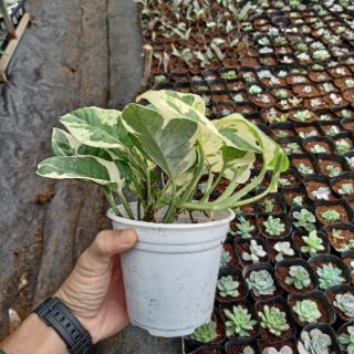 Cây trầu bà cẩm thạch