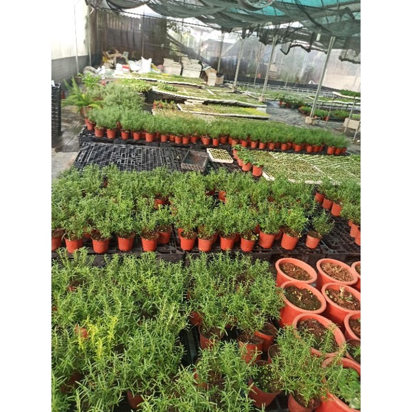 Cây hương thảo rosemary