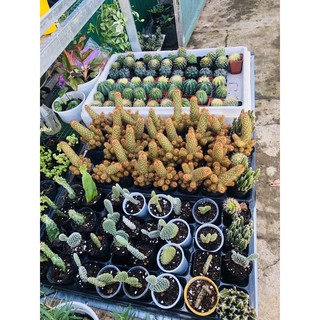 Combo 8 cây xương rồng mini