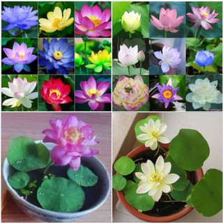 Hạt giống sen mini Nhật nhiều màu  - 1 gói 8 hạt