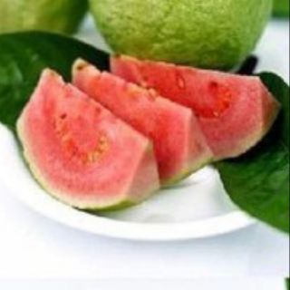 Cây ổi ru bi giống,(ổi thái) nhập khẩu .