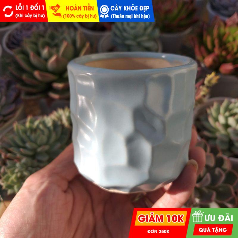 Chậu sứ trồng sen đá | FREESHIP