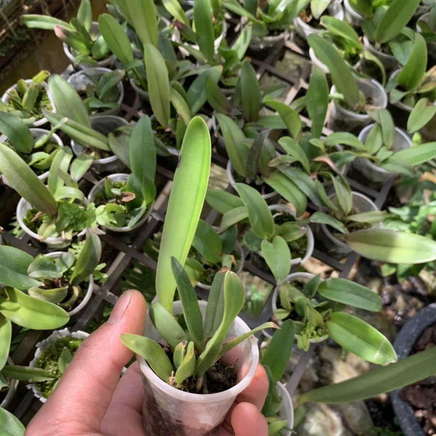 16 màu lan cattleya cây giống - lan cát giống