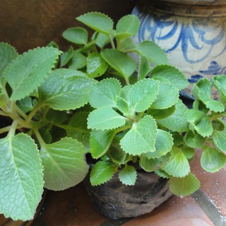 Hạt Giống Húng Chanh