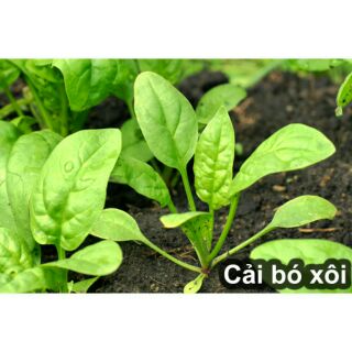hạt giống rau bina ( cải bó xôi )