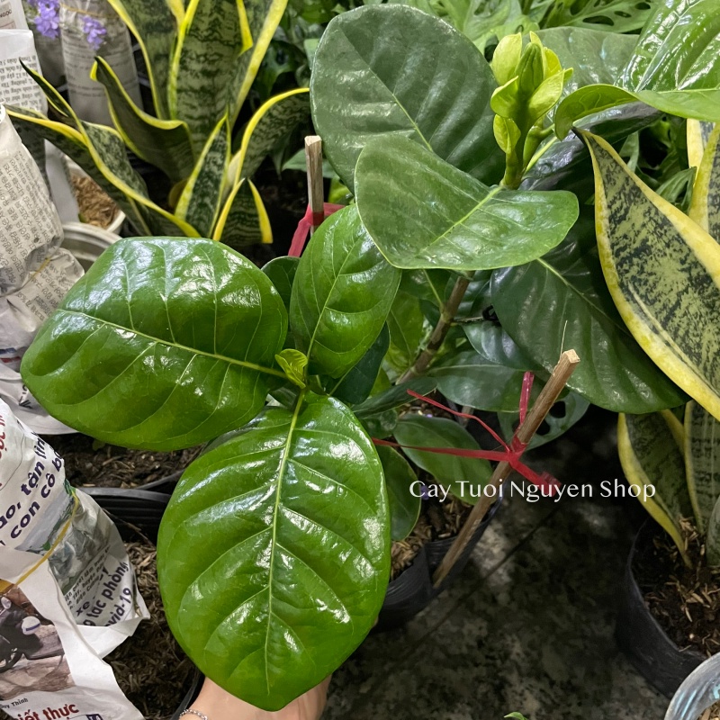 CÂY LÀI THIÊN HƯƠNG GIỐNG MỚI, hoa rất thơm ,, Hoa giống cảnh sân vườn,GIÁ RẺ, nở quanh năm, Cây Tươi Nguyên