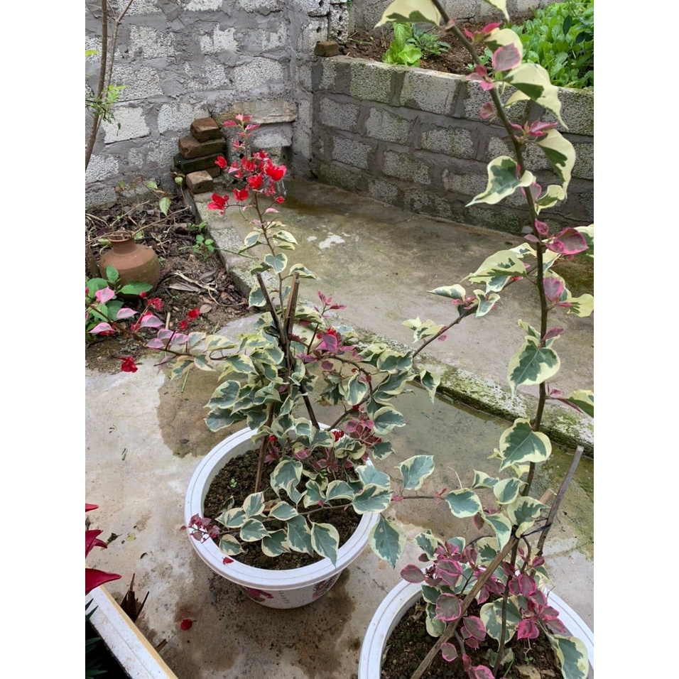HOA GIẤY CẨM THẠCH đủ màu siêu hoa