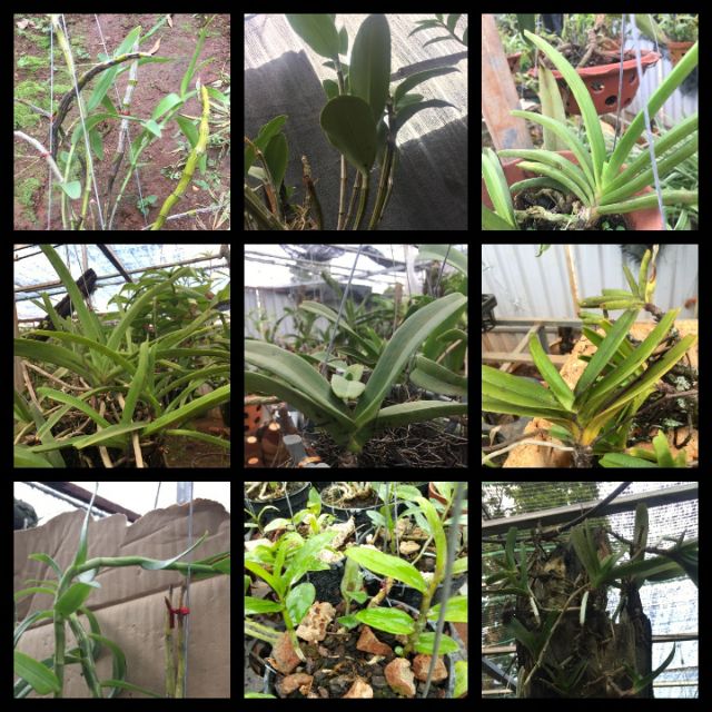 Combo 10 loại hoa lan rừng