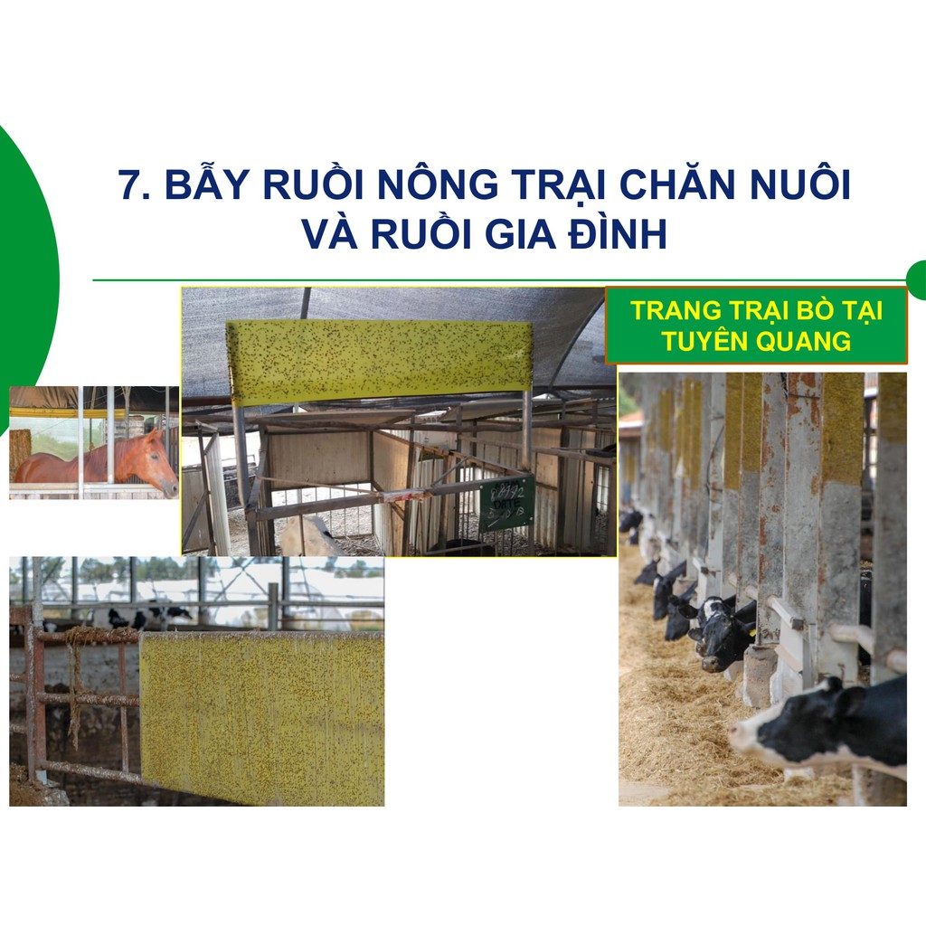 Bẫy ruồi vàng, bẫy ruồi cái, bẫy ruồi giấm và côn trùng bay khác bằng keo dính vàng nhập khẩu Israel (combo 20)