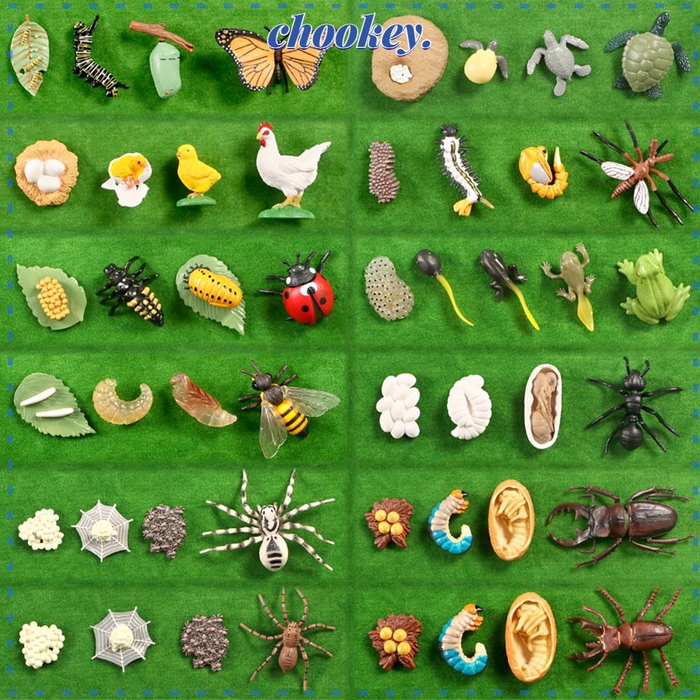 Chookey Tượng Mô Hình Động Vật Vòng Đời Của Động Vật Dạy Học Trẻ Mẫu Giáo Bướm Gà Chuồn Chuồn