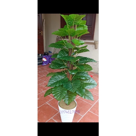 Cây giả - Cây Trầu Bà 1m6 giả cảnh trang trí văn phòng,phòng khách
