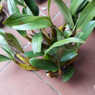 Hoa lan rừng. Tê  hoa là hoàng lạp