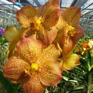 HOA LAN VANDA