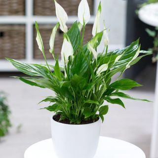 cụm cây lan ý trưởng thành (không gồm bình sứ )