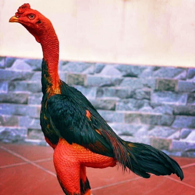 Rễ Bạch Hạc (rễ cây bạch hạc)