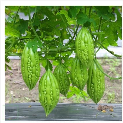 500GR MƯỚP ĐẮNG KHÔ, KHỔ QUA RỪNG SẤY KHÔ HÀNG CHUẨN XỊN