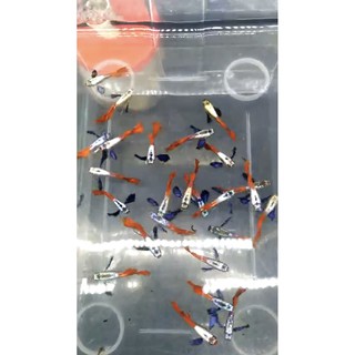 1 cặp cám Inve 3/5 Dumbo Redtail