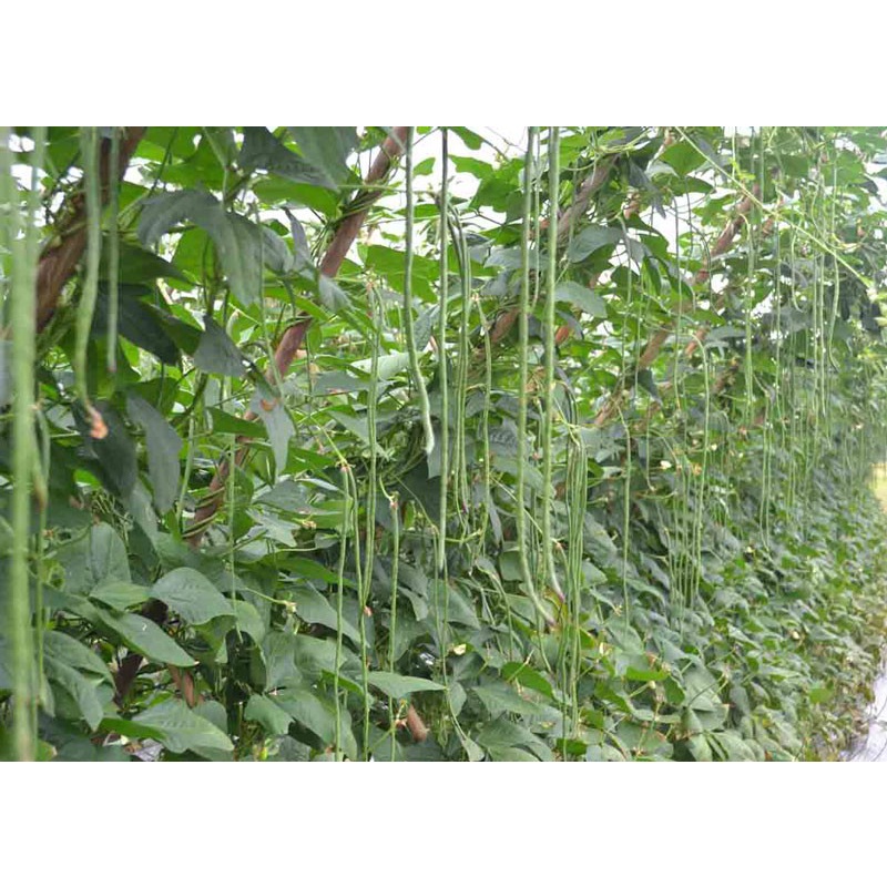 20 gram Hạt Giống Đậu Đũa Hạt Đen 494AQ - Móng Chim