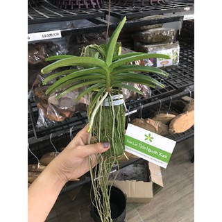 Lan Hỏa Hoàng Cam 4N (giống mới 1 năm 2 mùa hoa)