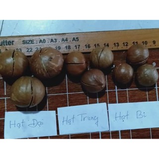 500g hạt mắc ca sấy size đại (> 2.5cm)