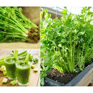 Hạt giống rau Cần Tây Chịu Nhiệt 1 gói 5gram