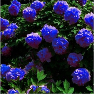 Hạt giống hoa Mẫu đơn xanh