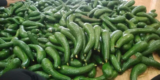 2kg Bơ 034 nhà trồng Lâm Đồng