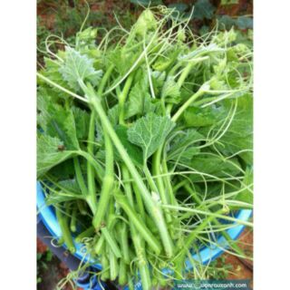 Hạt giống rau bí ăn ngọn (bí ăn đọt) 20g
