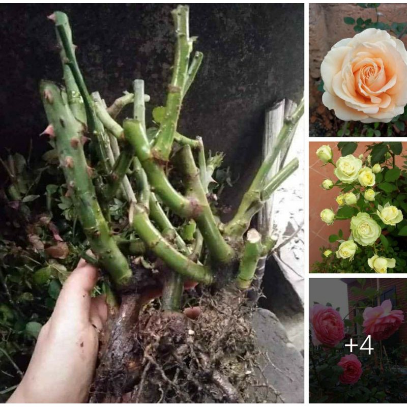 Hoa Hồng Gốc Đại SIÊU NỤ Rễ Trần Đã Kích Rễ Giá Lẻ =Sỉ