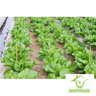 Shophouse gói 15gr hạt giống rau cải bẹ cải rau dưa shop house tết khuyến mại