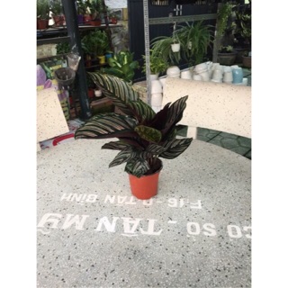 💝Cây  Đuôi Công Sọc Tím💝