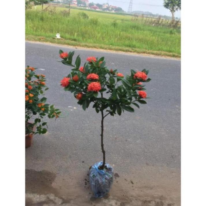Mẫu đơn ta một thân hoa đỏ đẹp + Tặng 02 cây nhót ngọt