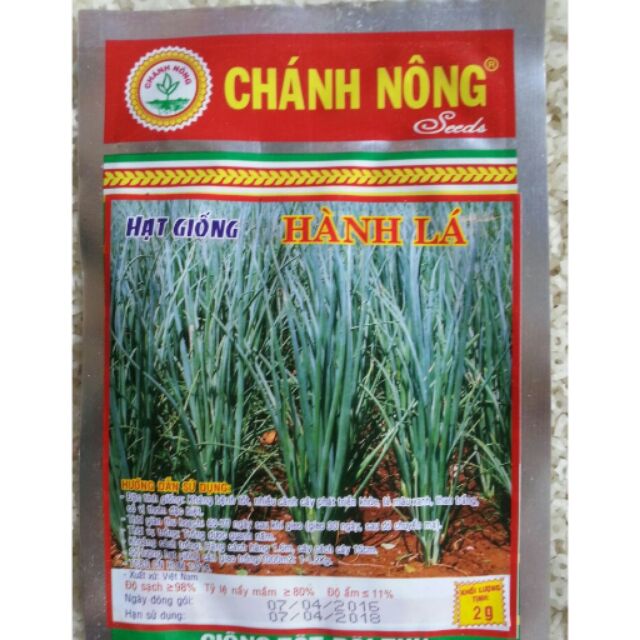 Hạt giống HÀNH LÁ 2GR