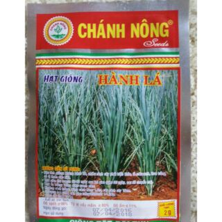 Hạt giống HÀNH LÁ 2GR