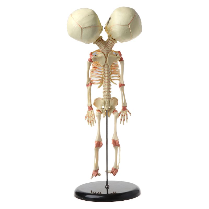 Bộ Xương Người 37cm Hai Đầu Dùng Trưng Bày Trí Não